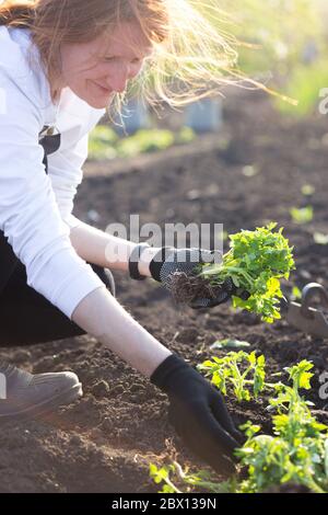 Plantation de plants de tomates dans le jardin - mains tenant une plantule, arrosoir et pelle en arrière-plan Banque D'Images