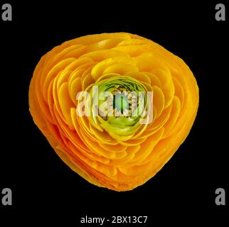 Couleur jaune vif et orange butterbutterbutter en fleur vue du dessus macro sur fond noir Banque D'Images