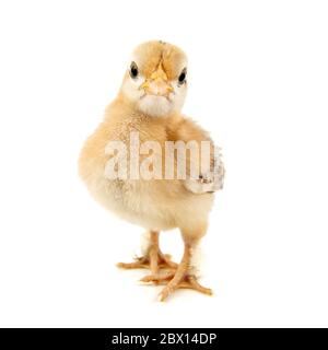 Un petit chick de bantam silkie isolé sur fond blanc. 7 jours. Banque D'Images