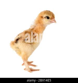 Un petit chick de bantam silkie isolé sur fond blanc. 7 jours. Banque D'Images