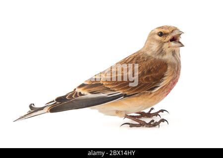 Common linnet, Carduelis cannabina, isolé sur fond blanc. Homme Banque D'Images