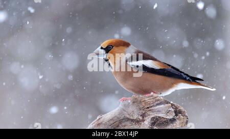Hawfinch Coccothrautes coccothrautes oiseau dans la forêt sur le convoyeur. Oiseau d'Europe. Banque D'Images