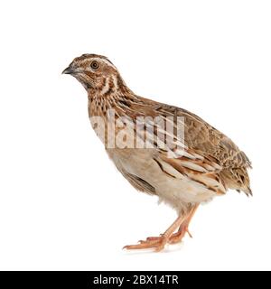 Caille sauvage, Coturnix coturnix, isolée sur fond blanc. Banque D'Images