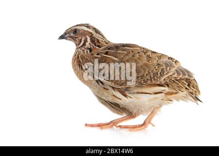 Caille sauvage, Coturnix coturnix, isolée sur fond blanc. Banque D'Images