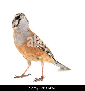 Rock Bunkting, Emberiza cia, isolé sur fond blanc. Homme Banque D'Images