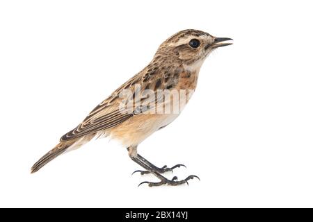 Whinchat, Saxicola rubbra, isolé sur fond blanc Banque D'Images