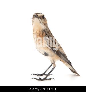 Whinchat, Saxicola rubbra, isolé sur fond blanc Banque D'Images