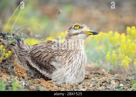 Le curlew de pierre eurasien Burhinus oedicnemus, assis sur le nid et regardant le ciel. Banque D'Images