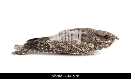 European Nightjar, Caprimumgus europaeus, à l'avant, isolé sur fond blanc. Banque D'Images