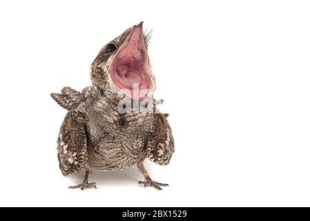 European Nightjar, Caprimumgus europaeus, à l'avant, isolé sur fond blanc. Banque D'Images