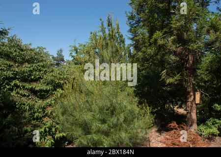 Feuillage vert d'un arbre de conifères permanent ou pin blanc chinois (Pinus armandii) en pleine croissance dans un jardin en Angleterre rurale, Royaume-Uni Banque D'Images