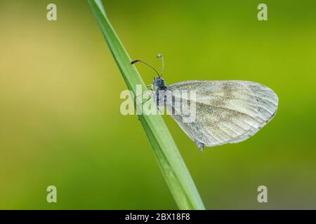 Bois cryptique blanc - Leptidea juvernica, petit papillon blanc commun provenant de prés et jardins européens, Zlin, République tchèque. Banque D'Images