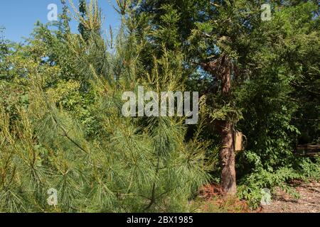 Feuillage vert d'un arbre de conifères permanent ou pin blanc chinois (Pinus armandii) en pleine croissance dans un jardin en Angleterre rurale, Royaume-Uni Banque D'Images