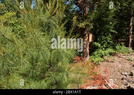 Feuillage vert d'un arbre de conifères permanent ou pin blanc chinois (Pinus armandii) en pleine croissance dans un jardin en Angleterre rurale, Royaume-Uni Banque D'Images