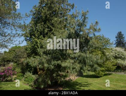 Feuillage vert d'un arbre de conifères permanent ou pin blanc chinois (Pinus armandii) en pleine croissance dans un jardin en Angleterre rurale, Royaume-Uni Banque D'Images