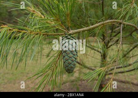 Feuillage vert d'un arbre de conifères permanent ou pin blanc chinois (Pinus armandii) en pleine croissance dans un jardin en Angleterre rurale, Royaume-Uni Banque D'Images