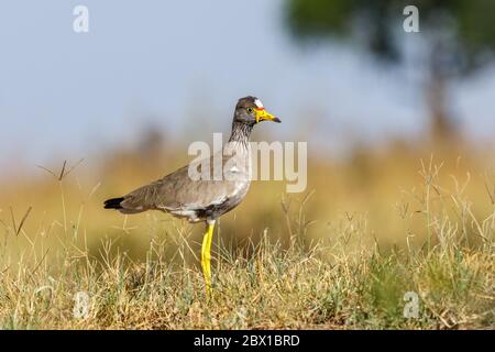 lapwing en puissance dans l'herbe dans la nature africaine Banque D'Images