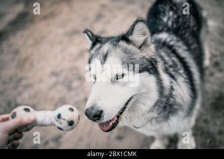 Gros plan sur un museau de tête de chien malamute d'Alaska - le chien exécute un commandement de port et porte un jouet au propriétaire - cynologie et entraînement Banque D'Images