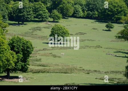 Village de Boughton Monchelsea, Kent, Royaume-Uni. Parc de cerfs avec des cerfs en jachère vus de la cour de l'église Banque D'Images