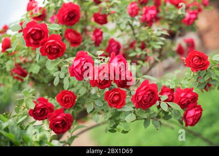 Partie de rose rouge avec beaucoup de belles fleurs Banque D'Images