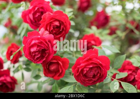 Partie de rose rouge avec beaucoup de belles fleurs Banque D'Images