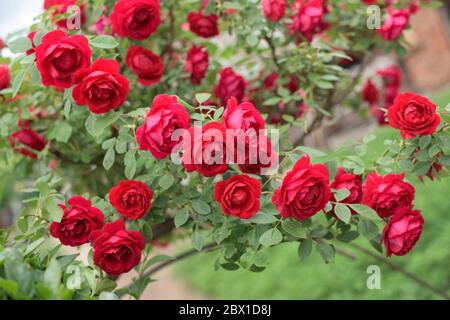 Partie de rose rouge avec beaucoup de fleurs rouges et de feuilles vertes Banque D'Images