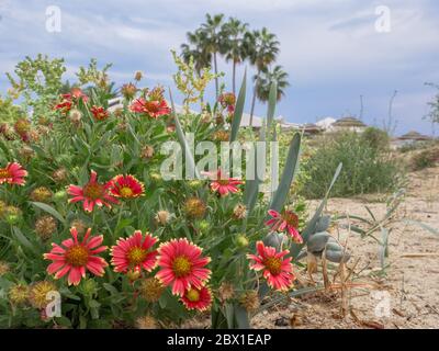 Blanketflowers (Gaillardia aristota) aux pétales rouges et jaunes fleurissent près de la mer Méditerranée sur la plage de Nissi. Palmiers et parasols hauts, automne doux. Banque D'Images