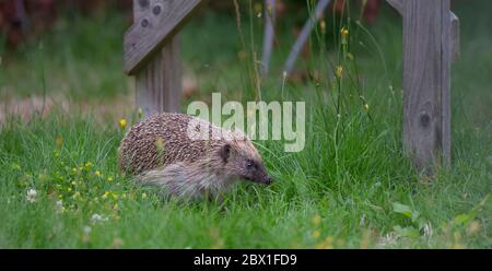 Vue latérale gros plan de l'animal sauvage et mignon de hérisson du Royaume-Uni (erinaceus europaeus) isolé en plein air de tabac à priser dans l'herbe du jardin du Royaume-Uni. Mammifères sauvages britanniques. Banque D'Images