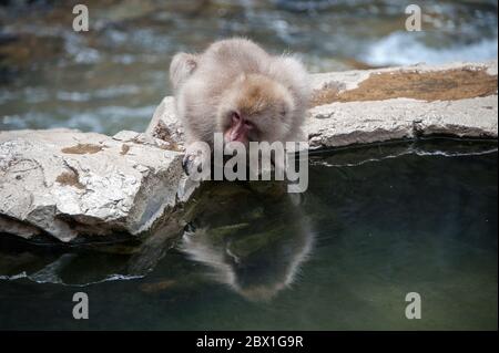 Macaque japonais ou singe-neige japonais se baignant dans les sources chaudes d'Onsen près de Nagano, Japon. Portrait de singe neige qui s'est accroupi au cours d'une source chaude pour boire Banque D'Images