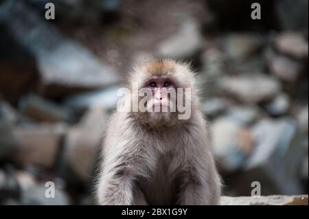 Macaque japonais ou singe-neige japonais se baignant dans les sources chaudes d'Onsen près de Nagano, Japon. Portrait d'une femme regardant l'appareil photo Banque D'Images