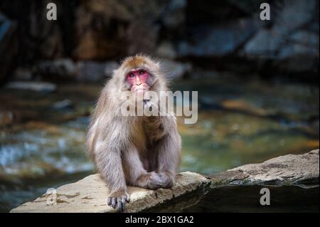 Macaque japonais ou singe-neige japonais se baignant dans les sources chaudes d'Onsen près de Nagano, Japon. Portrait d'une femme regardant l'appareil photo Banque D'Images