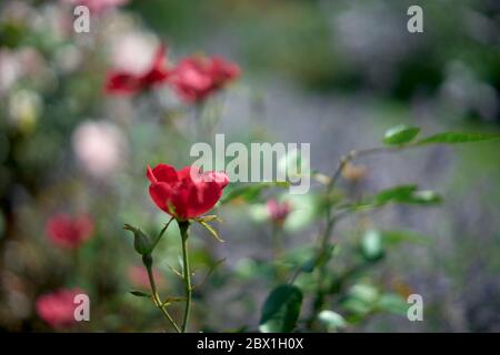 Arrière-plan défoqué des fleurs de jardin d'été. Roses. Gros plan, flou. Banque D'Images