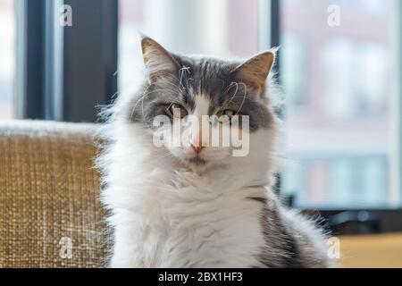 Un portrait d'un chat sibérien gris et blanc assis sur une chaise devant une fenêtre. Banque D'Images