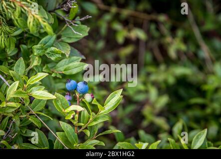 Blueberry en Ontario forest à l'automne. Banque D'Images