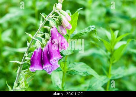 Foxgloves, ou Digitalis purpurea, dans un bois local pour le photographe. Le bois était plein de renards, ils grandissent proliquement et sont aimés par l'abeille. Banque D'Images