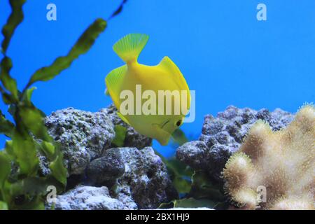 Photo de Tang jaune tropical (Zebrasoma flavescens) - recherche de nourriture Banque D'Images