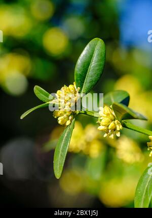 Fleurs et feuilles de la boîte commune (Buxus sempervirens), haute-Bavière, Bavière, Allemagne Banque D'Images