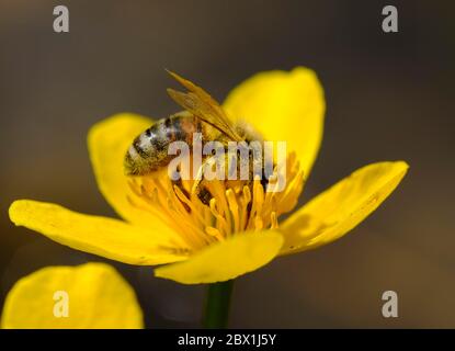 Abeille (APIs mellifera) avec pollen sur fleur de marais marigold (Maltha palustris), haute-Bavière, Bavière, Allemagne Banque D'Images