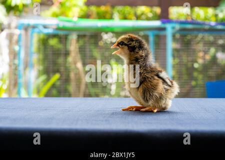 Bébé Mini Wyandotte Chick sur toile bleue couverture de table avec jardin vert bokeh flou arrière-plan. Banque D'Images