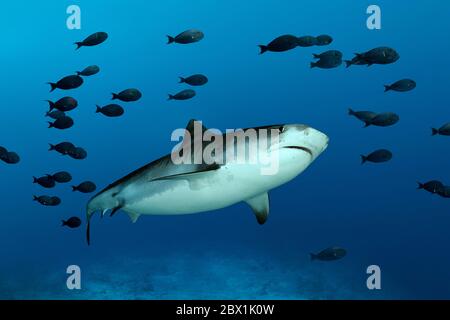 Requin tigre (Galeocerdo cuvier) avec chotte de poissons Surgeonfish (Acanthuridae), Océan Indien, île de Fuvahmulah, atoll de Gnaviyani, Maldives Banque D'Images