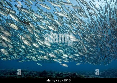 Essaim de poissons les trévallis à grands yeux (Caranx sexfasciatus) nagent au-dessus du récif corallien, de la Grande barrière de corail, patrimoine mondial de l'UNESCO, Mer de Corail, Pacifique, Australie Banque D'Images