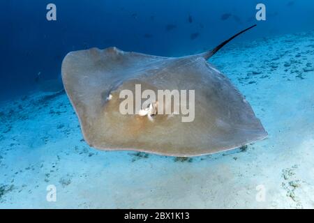 White Whiprie rose (Himantura fai) flotte sur fond sableux, Grande barrière de corail, site classé au patrimoine mondial de l'UNESCO, Mer de Corail, Océan Pacifique, Australie Banque D'Images