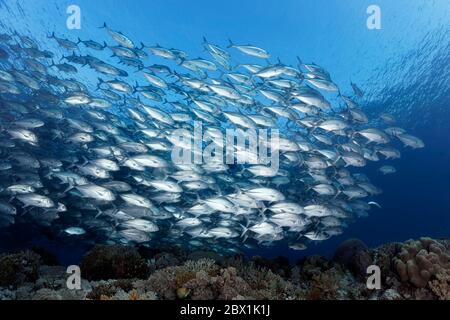 Essaim de poissons les trévallis à grands yeux (Caranx sexfasciatus) nagent au-dessus du récif corallien, de la Grande barrière de corail, patrimoine mondial de l'UNESCO, Mer de Corail, Pacifique, Australie Banque D'Images