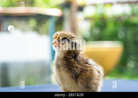 Bébé Mini Wyandotte Chick sur toile bleue couverture de table avec jardin vert bokeh flou arrière-plan. Banque D'Images