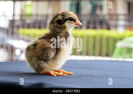 Bébé Mini Wyandotte Chick sur toile bleue couverture de table avec jardin vert bokeh flou arrière-plan. Banque D'Images