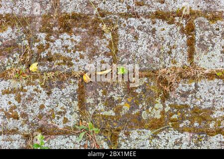 Vieux mur de pierre surcultivé avec de la mousse. Bâtiments historiques. Pierres de granit. Répétition symétrique. Herbe séchée et plantes sur la pierre. Banque D'Images