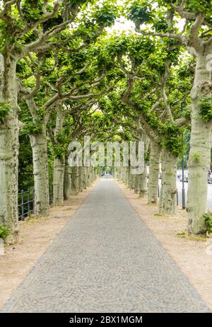 Allée de randonnée bordée d'arbres. Platanes verts dans la ville. Végétation luxuriante. Les plantes sont même plantées. Marchez à l'ombre des arbres. Banque D'Images