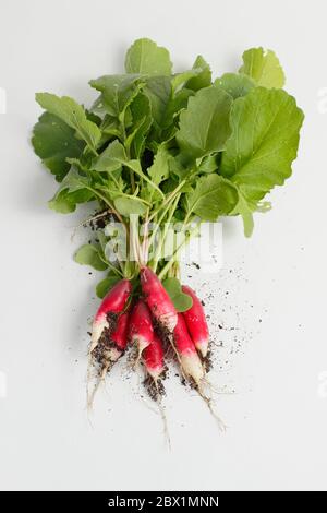 Raphanus sativus. Bouquet de radis blancs « petit déjeuner français ». ROYAUME-UNI Banque D'Images