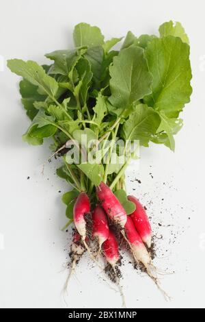 Raphanus sativus. Bouquet de radis blancs « petit déjeuner français ». ROYAUME-UNI Banque D'Images