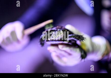 Berlin, Allemagne. 04e juin 2020. Daphne Aderkast, nettoie les tortues de bassin européennes avec une brosse à dents. Pour la réouverture du monde sous-marin sur 06.06.2020 les vitres des aquariums, surfaces de fenêtres et bassins seront nettoyés. Credit: Britta Pedersen/dpa-Zentralbild/dpa/Alay Live News Banque D'Images